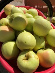 mela raccolta mele cassa mele cassone mele lavoro mele mela frutta