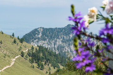 Flowers on Kampenwand