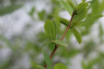 green leaves of a tree