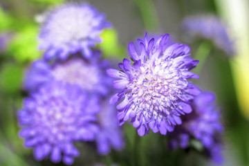 Bouquet of tender blue-violet flowers