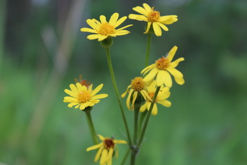 yellow flowers in the garden