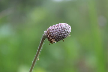 closeup of seeds