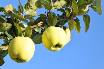 Apple quince fruit orchard  