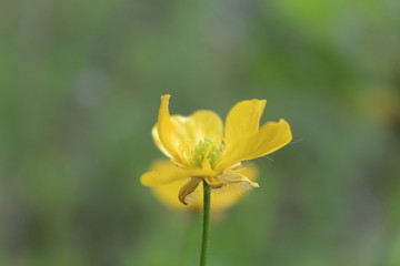 yellow flower