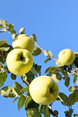 Apple quince fruit orchard  