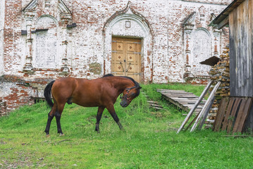 A horse near an old church in a village, Russia