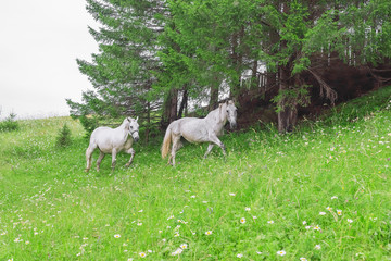 Horses on a green meadow
