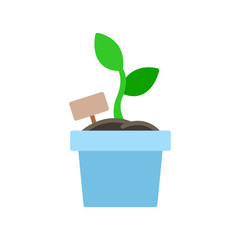 Potted plant