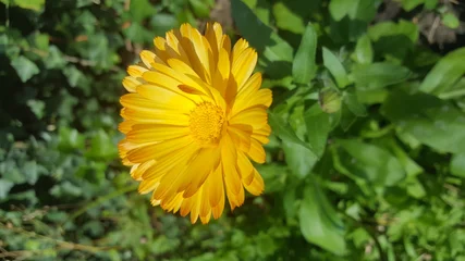 Foto op Plexiglas Gele bloeiende bloem © emieldelange