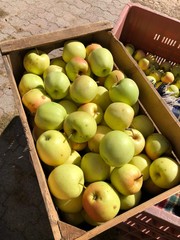 mela raccolta mele cassa mele cassone mele lavoro mele mela frutta