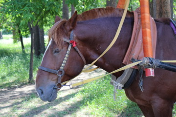 horse in a harness