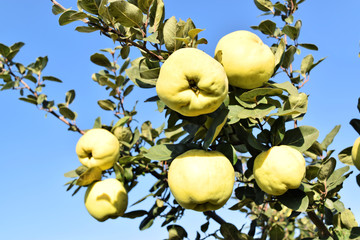 Apple quince fruit orchard  
