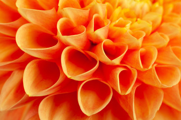 Aster flower head closeup