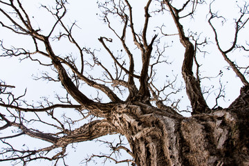 old dead tree
