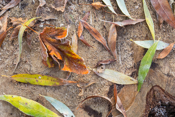autumn fallen leaves on wooden stump