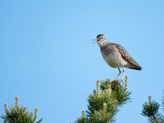 Wood Sandpiper