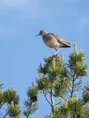 Wood Sandpiper
