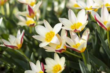 many white-pink tulips like stars on a blurred background of grass