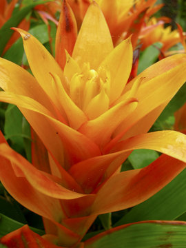tropical orange-red guzmania flower, like as pineapple, on a green background