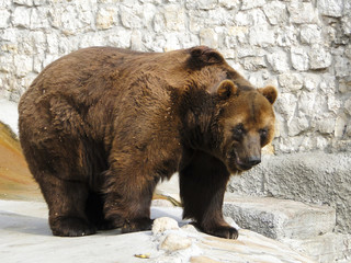 Fototapeta na wymiar big brown bear standing on the rocks against the gray wall in the sun in the zoo