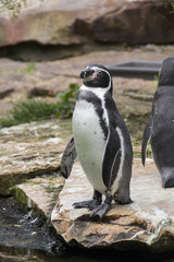life and habits of penguins in zoo
