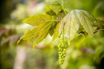 Leaves of young Maple tree