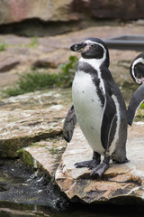 life and habits of penguins in zoo