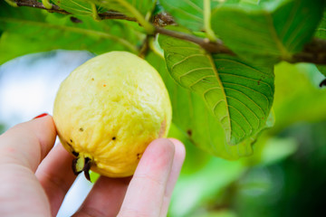 guava in hand