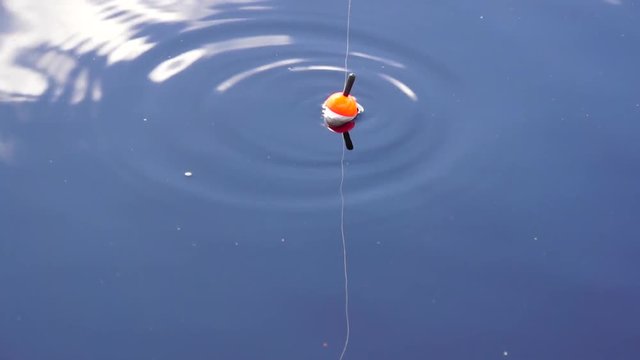 A fishing float bobber floating in the water surface while fish is taking the bait.