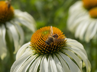 Eristalis tenax. L'éristale tenace ou éristale gluant, une espèce de mouche ressemblant à une abeille appartenant à la famille des Syphidae, le plus commun des éristales.