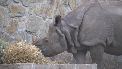 Obraz premium Huge Old Rhino with broken horn 