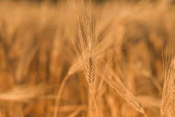 field of wheat