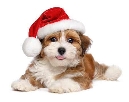 Happy smiling Havanese puppy dog is wearing a Christmas hat, isolated on white background