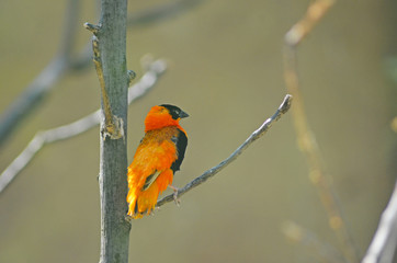 Red Bishop