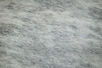 White & Grey Real Fur Texture