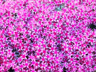 sedum pink flowers