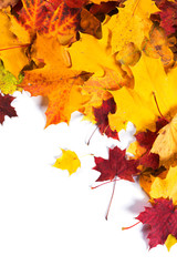 Autumn fall leaves background seasonal design concept