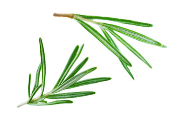 Fresh Rosemary leaves isolated