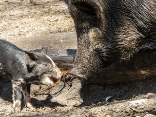 piglet and mummy moment