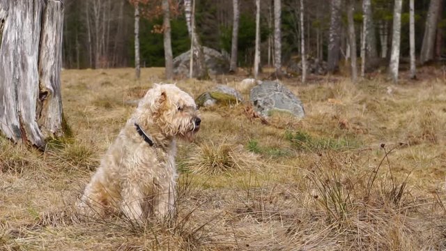 An irish soft-coated wheaten terrier dog sits in a field watching and listening.