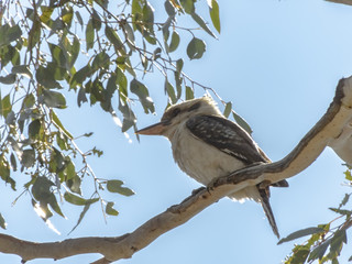 kookaburra high in a tree