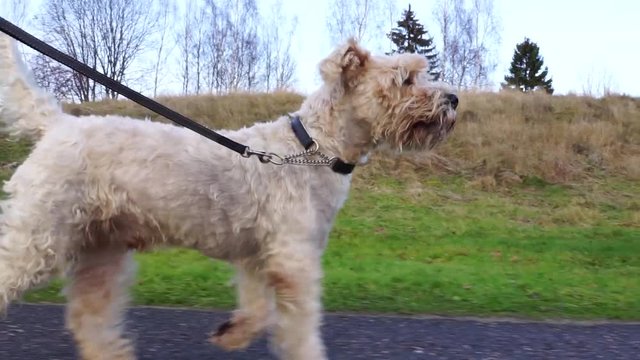 An irish soft-coated wheaten terrier dog walking on a leash.