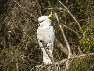 australian white cockatoo