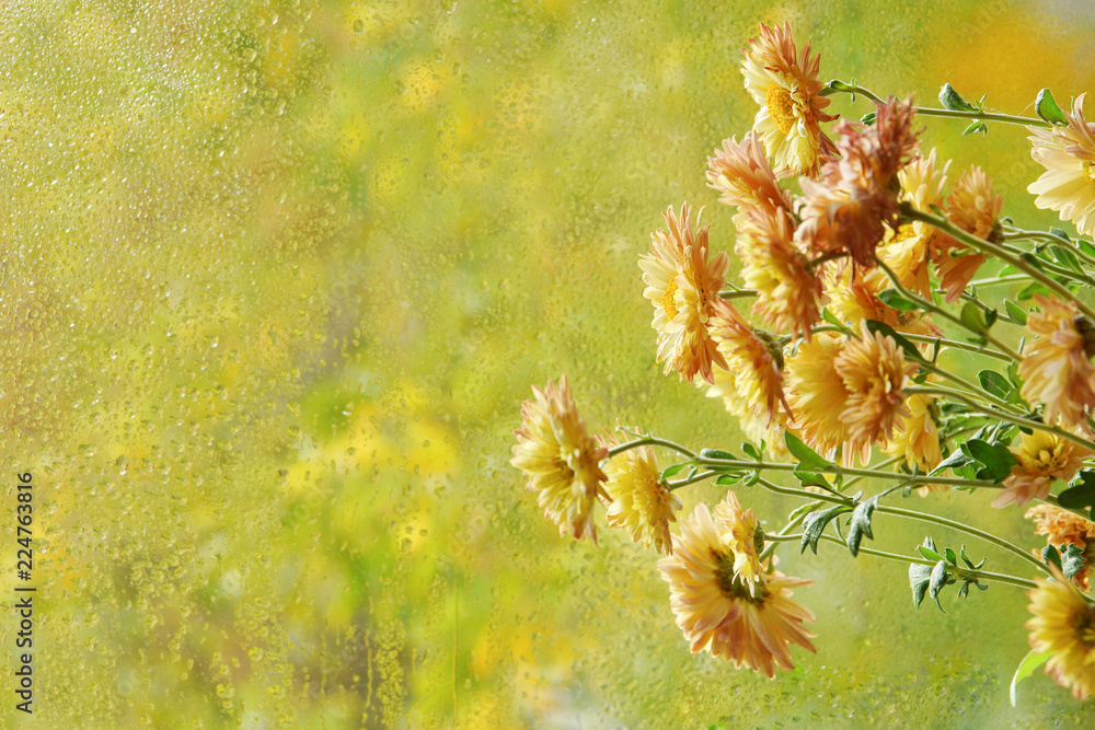 Canvas Prints flowers in the window autumn rain drops as the sun chrysanthemum light beige window.