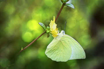 Butterfly sitting on flowers to take nectar, honey.