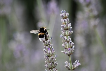 Bourdon butinant de la lavande 