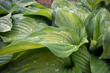 Fototapeta premium The dew on the leaves hosta. A plant for a summer garden.