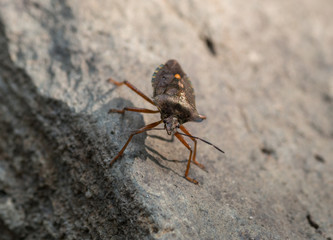 tarczówka rudonoga (Pentatoma rufipes)