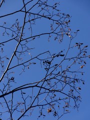 autumn patterns