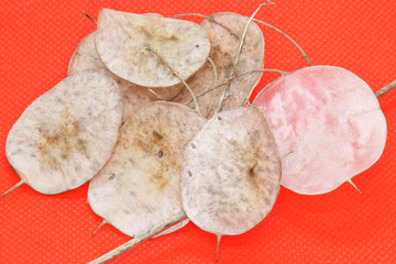 Macro Close up of Honesty, Lunaria  annua translucent round papery seed cases against a red background
